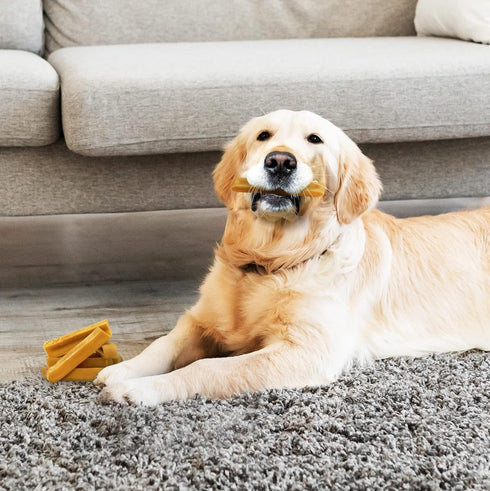 Medium Himalayan Yak Chews - Pack of 4, 100% Natural Yak Cheese Dog Chews for All Breeds & Sizes