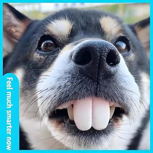 Tiosen 2Pcs Funny Dog Silicone Dentures, Dog Toys,Funny Teeth Braces, Dog Christmas Costume Suitable Dog Chew Toys Pet