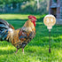 2 Pack CYG&CL Chicken Peck Toy, Chick Slow Feeder Ball & Enrichment Toy, Boredom Toys for Your Flock, Chicken Coop Toys