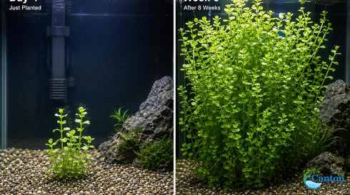 2-Inch Bacopa Monnieri Freshwater Aquarium Plant in Pot