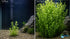 2-Inch Bacopa Monnieri Freshwater Aquarium Plant in Pot