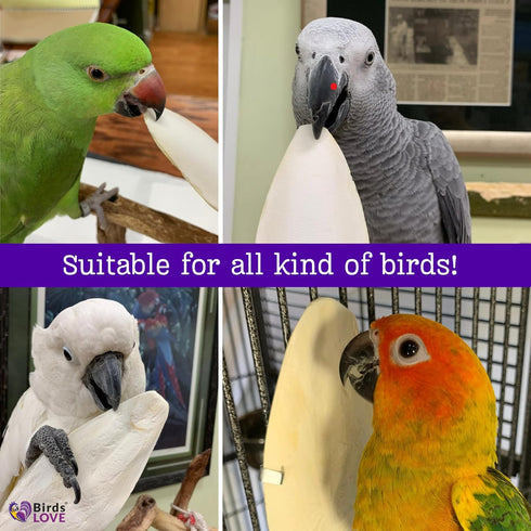 Birds LOVE Natural Cuttlebone – Premium Calcium & Trace Mineral Supplement for Avian Species, Pack of 2, Size 5.5 to 6"
