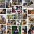 Bolux Dog Harness, No-Pull Reflective Dog Vest, Breathable Adjustable Pet Harness with Handle for Outdoor Walking - No