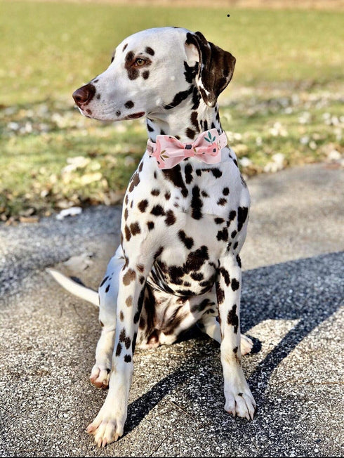 Elegant Little Tail Dog Collar with Bow, Adjustable Comfortable Bowtie Dog Collar for Small Medium Large Dogs