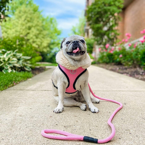 Gooby Mesh Leash - Pink, 4 FT Breathable Leash for Small Dogs with Bolt Snap Clasp