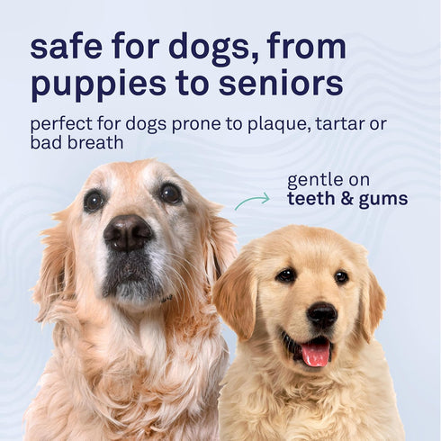 16 oz. Petpost | Dental Solution for Dogs - Water Additive that Eliminates Bad Breath - Dirt, Gunk, and Tooth Buildup