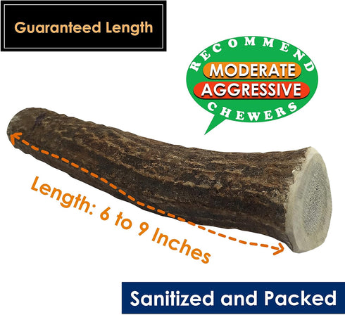 Elk Antler Chews for Dogs | Twin Pack Large Whole Naturally Shed USA Collected A-Grade Premium Antlers | All Natural