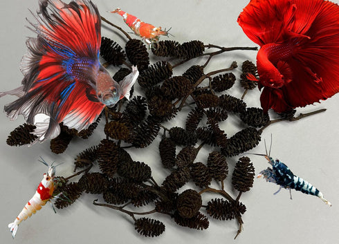 Awesome Aquatic Alder & Casuarina Cones, Betta Shrimp Tank, Promotes Natural Habitat (50 Pack Alder)