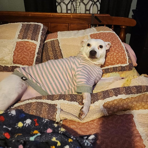 Tooth & Honey Big Dog Stripe Shirt – Pullover with Full Belly Coverage – Pink and Grey Shirt for Extra Large Dogs