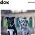 DDOXX Nylon Dog Collar, Strong and Adjustable, M (Purple), Blueberry Pet Dog Collar