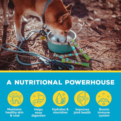 Brutus Bone Broth for Dogs, Bone Broth Powder with Chondroitin Glucosamine & Turmeric, Human Grade Food Toppers (Beef)