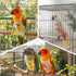 ZHLKHIOP 5-Piece Set with Cherry,Bird Diaper, Chicken Diaper, Chicken Diapers for Indoor Chickens, Pineapple, Yellow