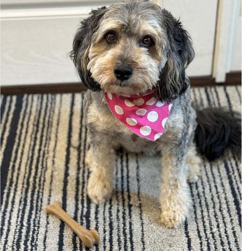 SPOT Bam-Bones Bone, 7.25in, Chicken Flavor - Durable Bamboo Fiber Dog Chew for Light to Moderate Chewers under 40lbs