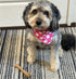 SPOT Bam-Bones Bone, 7.25in, Chicken Flavor - Durable Bamboo Fiber Dog Chew for Light to Moderate Chewers under 40lbs