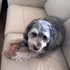 SPOT 8in Dura-Fused Leather Squirrel Dog Toy Real Leather & Jute Fabric, Double-Stitched & Durable, Soft Stuffed