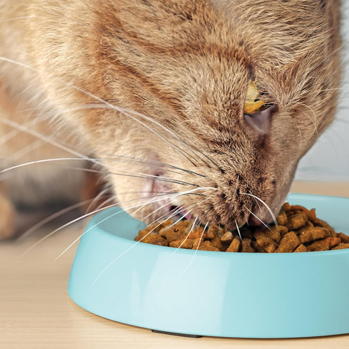 CatGuru Cat Bowls - Whisker Friendly Cat Food Bowl Set of 2, Non Slip Pet Feeding Plate, Shallow Kitten Dish (Aruba)
