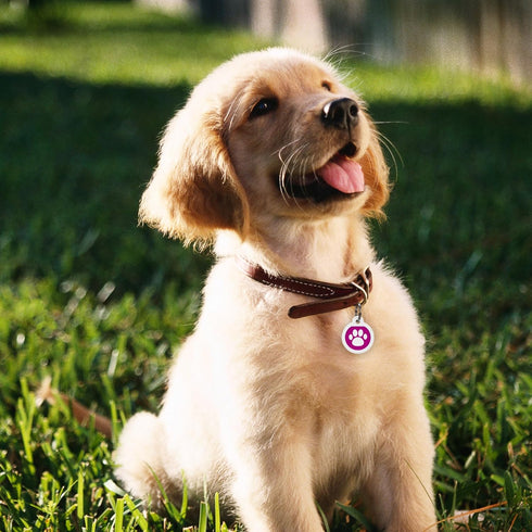 QR Code Dog Tag Silent ID Pet Tags Personalized Name Plate with Online Profile (Pink Paw, Small Round)