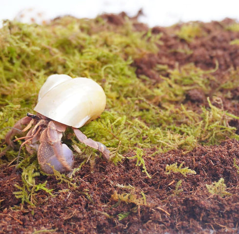 Begeterday Hermit Crab Accessories 3PCS, Include 2PCS 15oz Coco Coir Brick, 1PCS 3.5oz