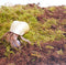 Begeterday Hermit Crab Accessories 3PCS, Include 2PCS 15oz Coco Coir Brick, 1PCS 3.5oz