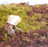 Begeterday Hermit Crab Accessories 3PCS, Include 2PCS 15oz Coco Coir Brick, 1PCS 3.5oz