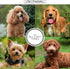 Chris Christensen Karben I Slicker Brush for Dogs, Ideal for All Coat Types, Remove Shedding Coat and Tangles