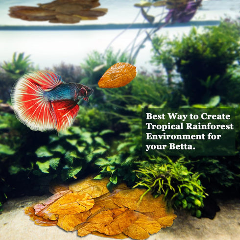 SunGrow Betta Leaves - 50 Pcs, 2” Mini Catappa Indian Almond Leaves for Fish Tank