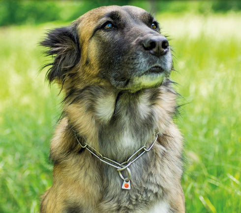 Herm Sprenger Matt Stainless Steel Scratch Resistant Long Link Fur Saver Dog Collar, Professional Training Collar, Made