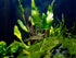 Swimming 10 Creatures Amano Premium High-Grade Caridina Freshwater Aquarium Shrimp Live