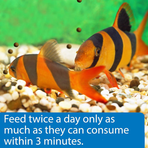 API Bottom Feeder Pellets with Shrimp, 1.3-Ounce Fish Food Container
