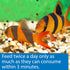 API Bottom Feeder Pellets with Shrimp, 1.3-Ounce Fish Food Container