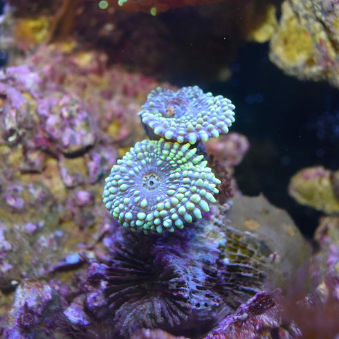 Seachem 500ml Reef Carbonate