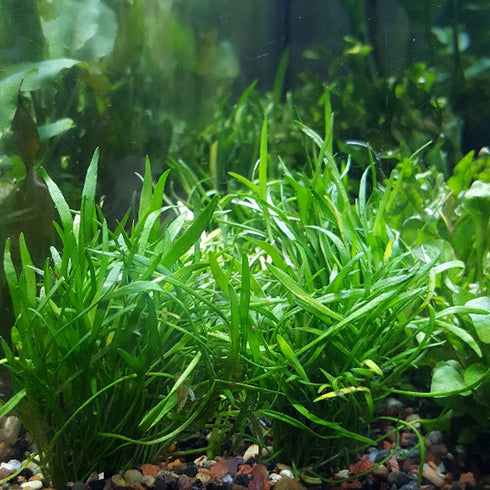 Mainam 30+ Package Set Rosette Stems Starter Beginner Live Aquarium Plants Java Moss, Micro Sword, Amazon Sword