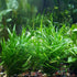 Mainam 30+ Package Set Rosette Stems Starter Beginner Live Aquarium Plants Java Moss, Micro Sword, Amazon Sword