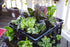 L121212 Smart Pot Milk Crate Liner - 12" x 12" x 12", Black