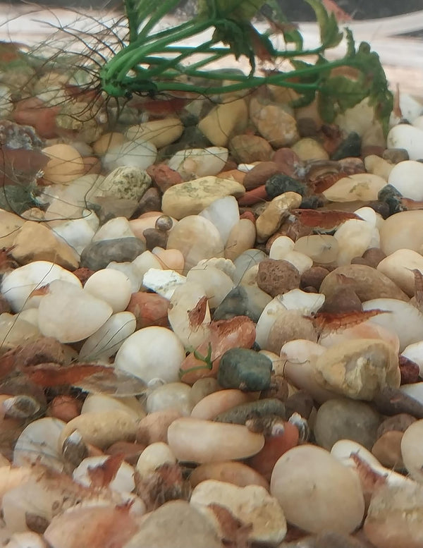 Bugs and More Store 8 Live Neocaridina Shrimp, Freshwater Dwarf Red Cherry Shrimp, Males and Females,