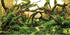 AWERT 48x24 inches Branches Aquarium Background, Aquatic Plant River Bed & Lake Fish Tank Vinyl Background.