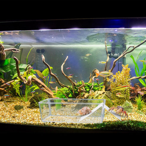 2 Pack Large Transparent Hermit Crab Water Tank with Climbing Ramp for Small to Large Hermit Crab Habitat