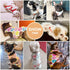 PETCARE 3 Pack Premium Small Dog Shirts, 95% Cotton, Soft Cute Outfits for Small Dogs, Cats, and Puppies