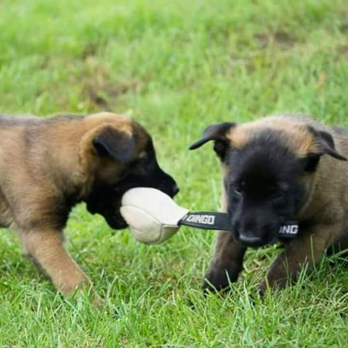 Dingo Gear Dog Toys for Puppies, Leather Balls with Handle, K9 Tug Toy Ball for Training, Outdoor Tug of War, 2x4