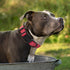 Mile High Life Dog Collar, Nylon Reflective Dog Collars, Light Weight Puppy Collars, Solid Red for Medium Dogs