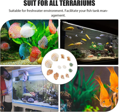 12pcs Set Aquarium Natural Conch Shells Hermit Crab Replacement Shells Fish Tank Landscaping Ornament Decorative Micro