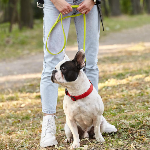 Dogline Biothane Waterproof Dog Leash, Strong Coated Nylon Webbing, 4 or 6 ft Lead for Small or Large Dogs