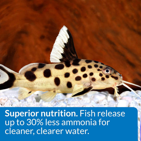 API Bottom Feeder Pellets with Shrimp, 1.3-Ounce Fish Food Container