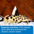 API Bottom Feeder Pellets with Shrimp, 1.3-Ounce Fish Food Container