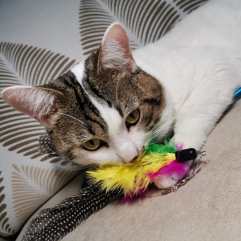 Cat Feather Toys Refills - 10 Pieces Worms Feathers Refills, Cat Wand Replacement Feathers Toy for Indoor Cats