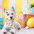 Easter Day Dog Bandana - Holiday Bunny and Carrot Scarfs for Small Medium Large Dogs Cats (Hoppy Hour/Pink, Small)