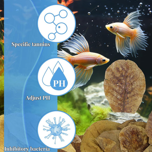 50 Pcs Catappa Leaves for Fish, 5-8 Inch Indian Almond Leaves, Water Conditioner for Aquarium Shrimp Tank Decorations