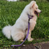 Advanced Dog Short Leash - 24 Inches with Sturdy Nylon and Soft Padded Handle for Large Medium Dogs