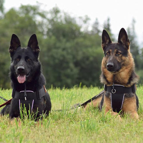 Dingo Gear Choke Collar for Dog Training, Handmade of Cord with 2 Limiters, Waterproof Black