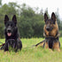 Dingo Gear Choke Collar for Dog Training, Handmade of Cord with 2 Limiters, Waterproof Black